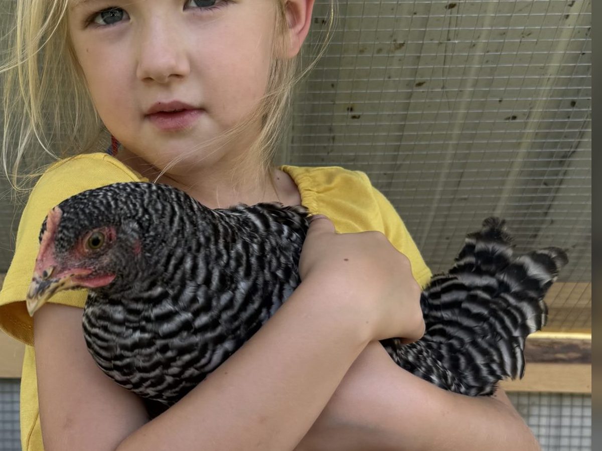 Barred Plymouth Rock Pullets