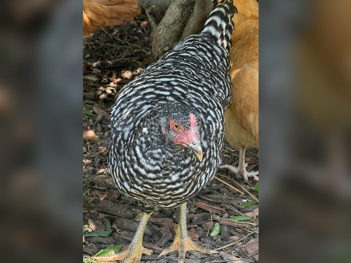 Barred Plymouth Rock Pullets, photo 3