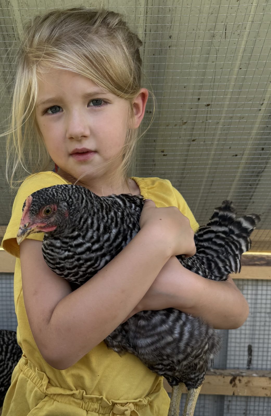 Barred Plymouth Rock Pullets, photo 1
