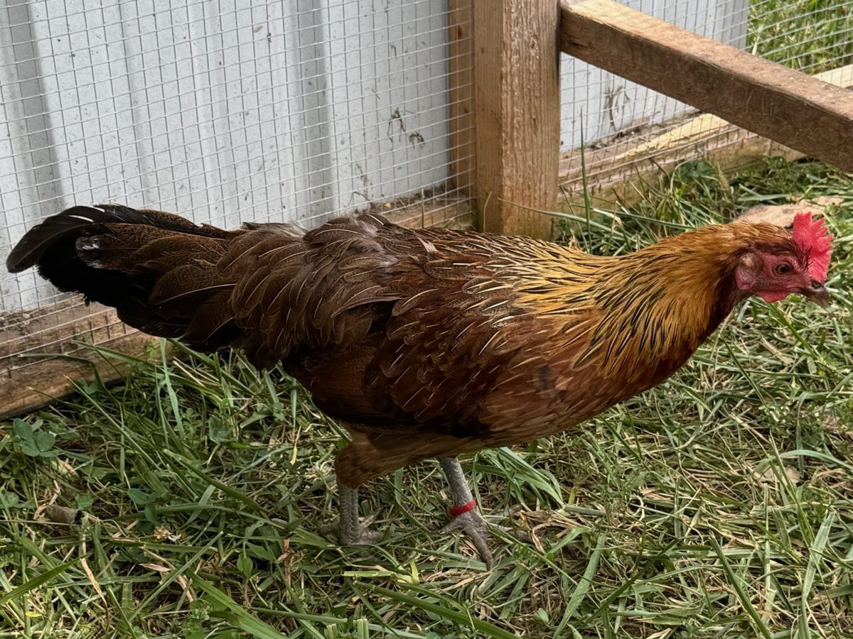 Black Breasted Red Phoenix lot, photo 2