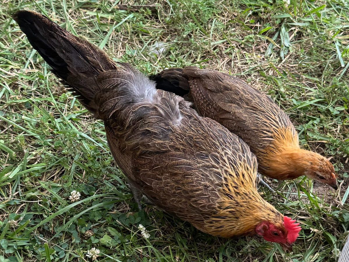 Black Breasted Red Phoenix lot, photo 3