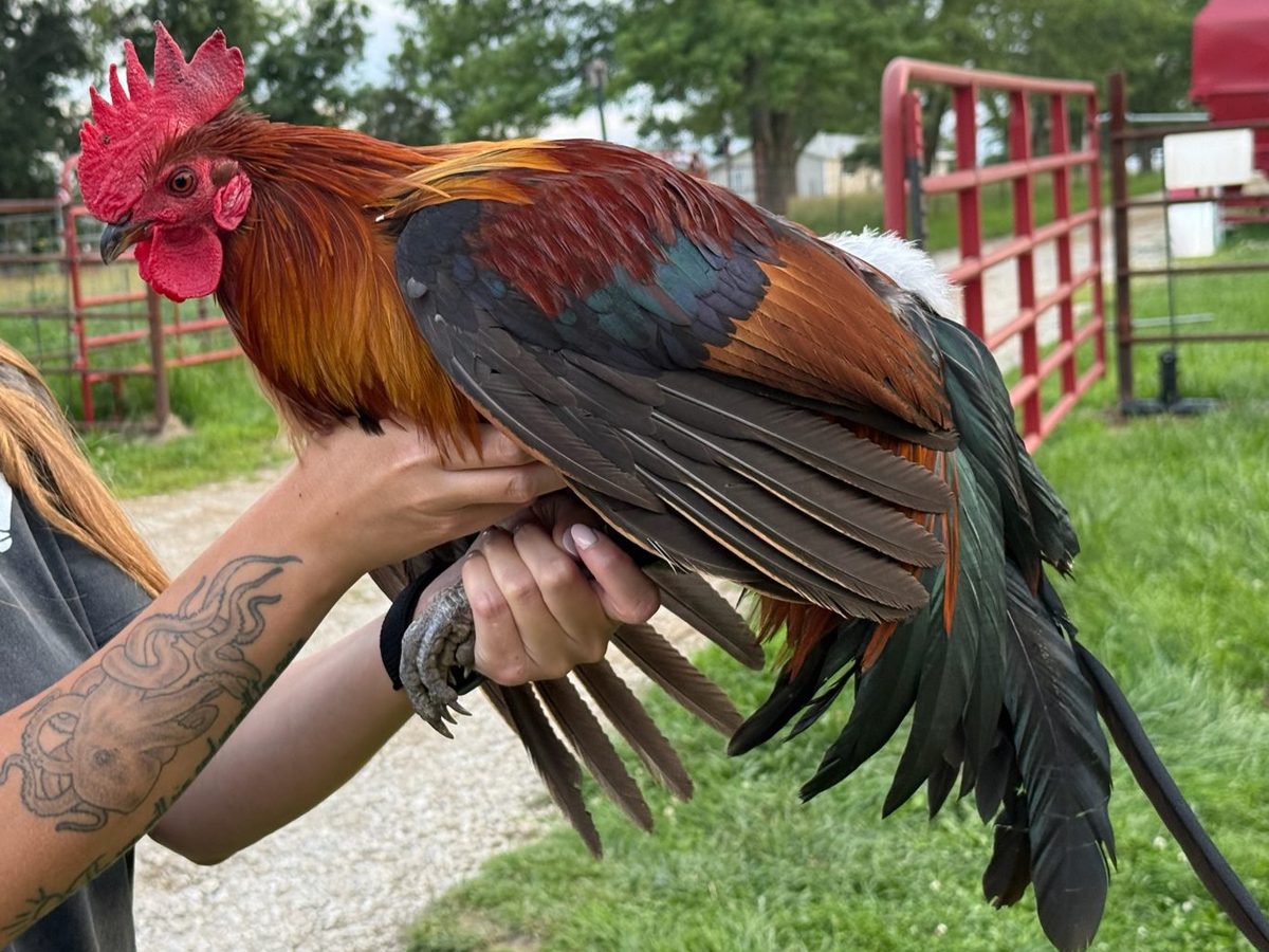 Black Breasted Red Phoenix lot