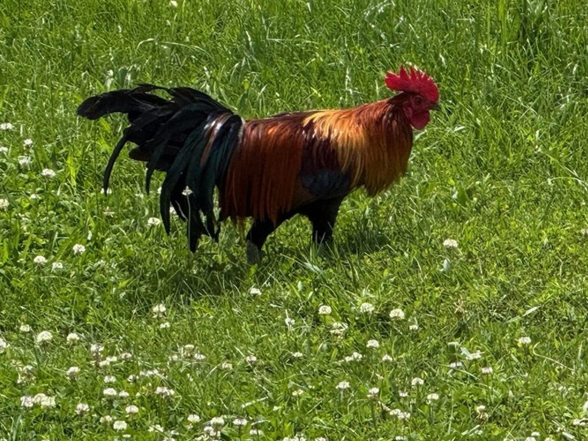 Black Breasted Red Phoenix lot, photo 4