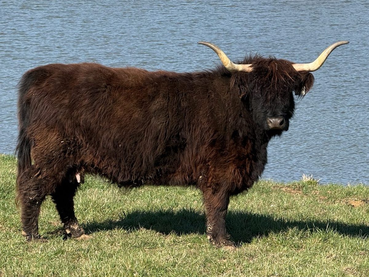 Black highland cow