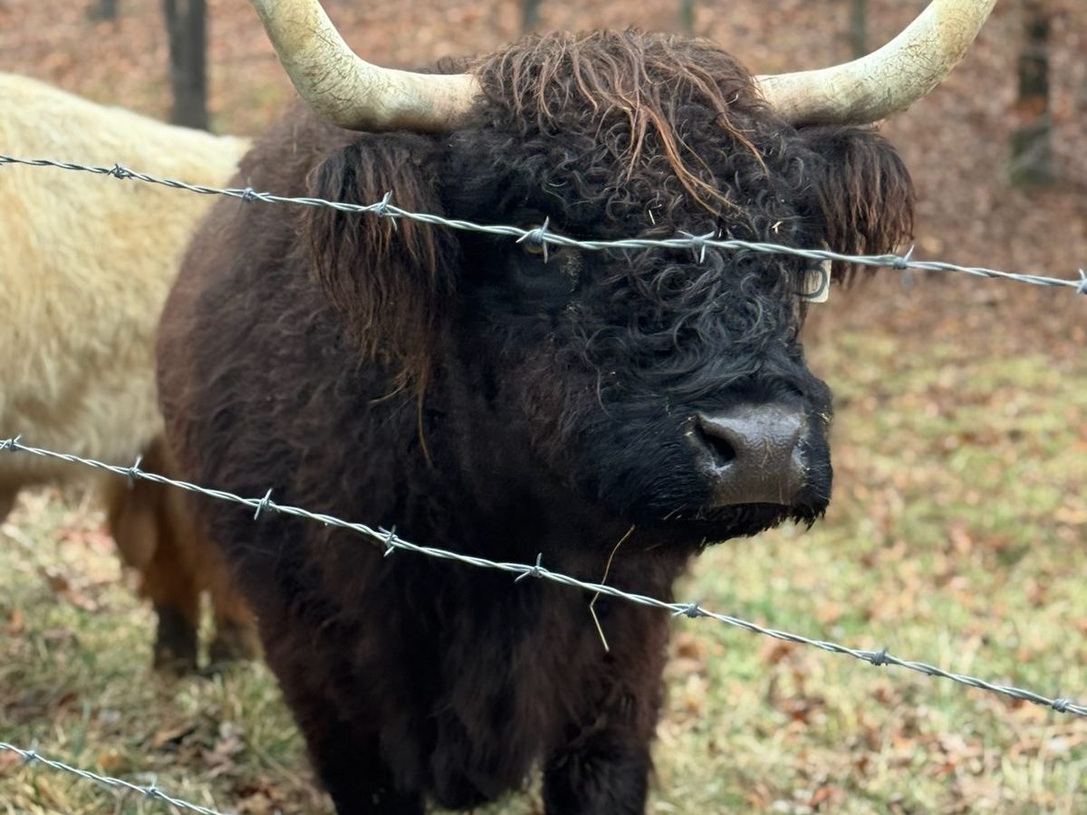 Black highland cow, photo 2