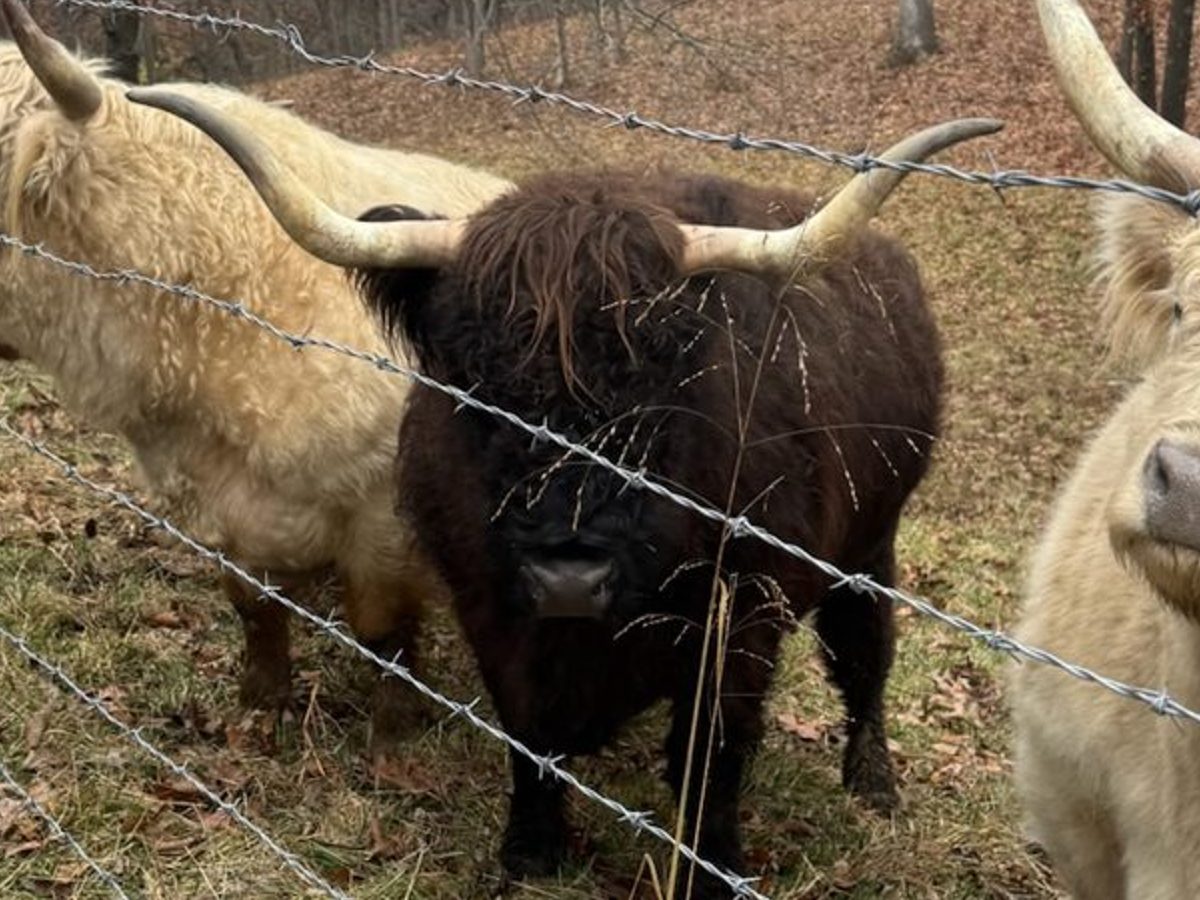 Black highland cow, photo 3