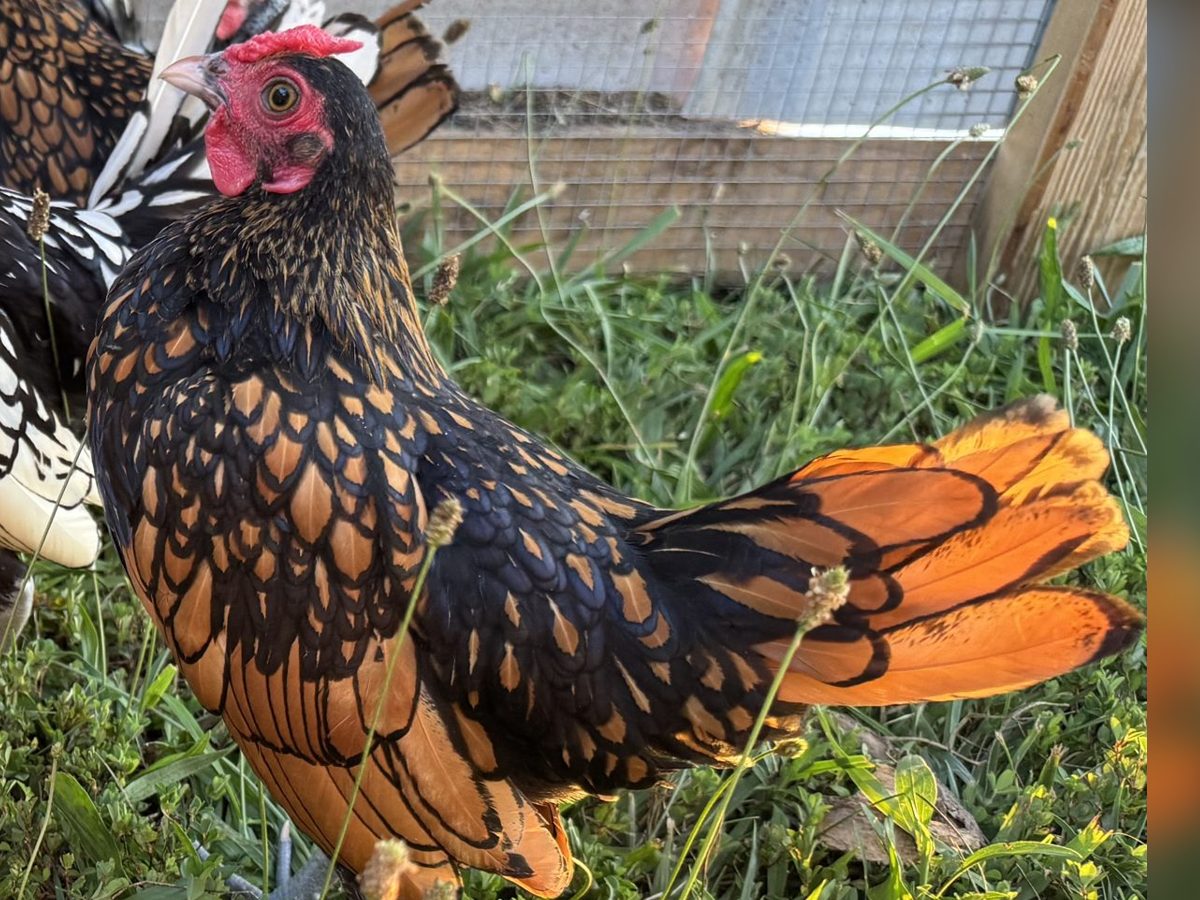 Silver and Gold Sebright Bantam Cockerels, photo 2