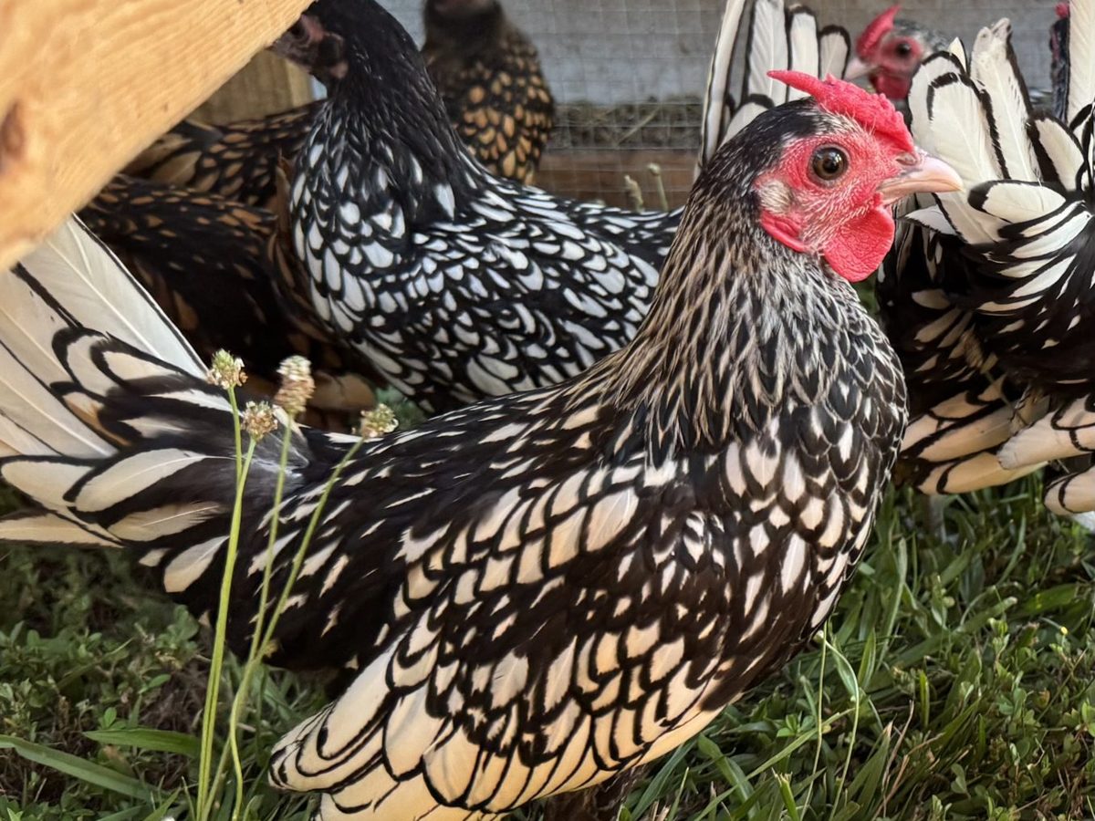 Silver and Gold Sebright Bantam Cockerels