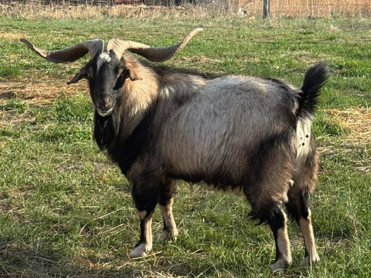 Pure bred Kiko buck