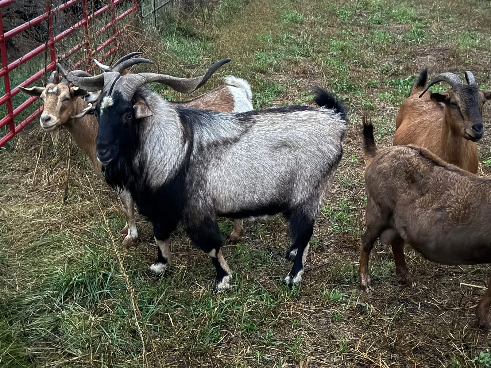 Pure bred Kiko buck, photo 2