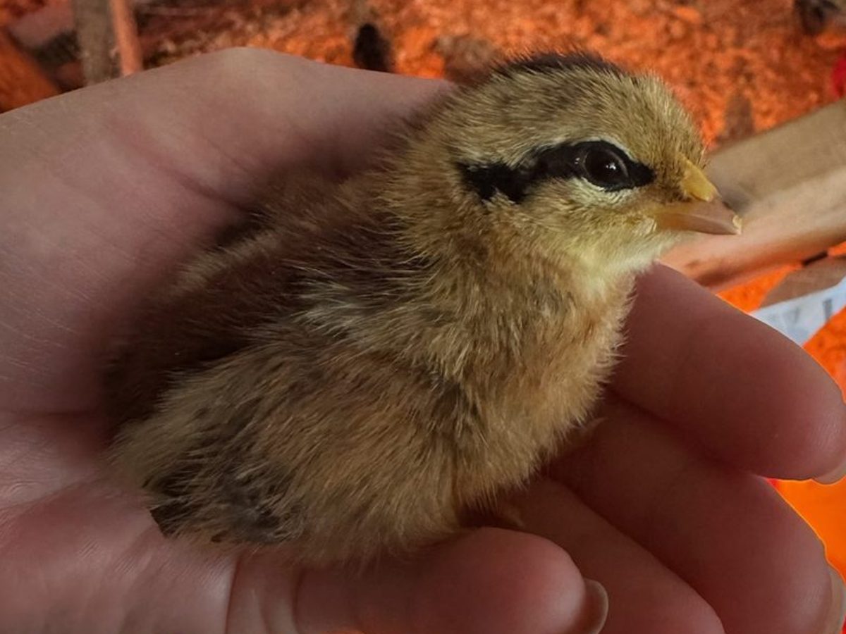 Red Phoenix Hatching Eggs, photo 2