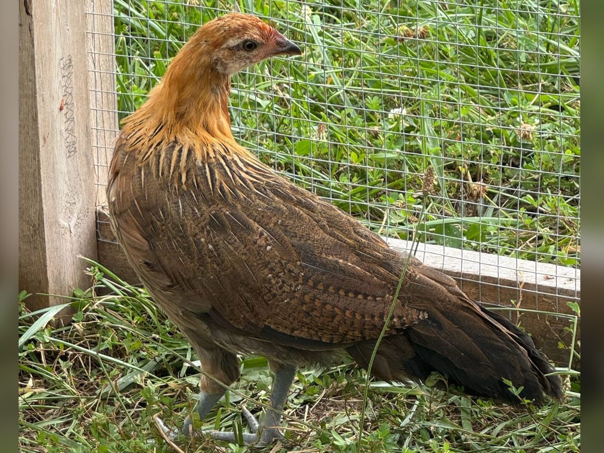 Red Phoenix Hatching Eggs, photo 3
