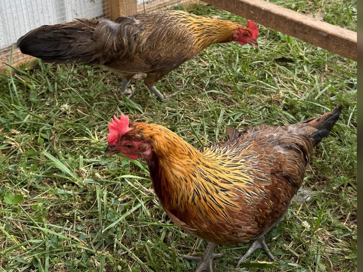 Red Phoenix Hatching Eggs, photo 4