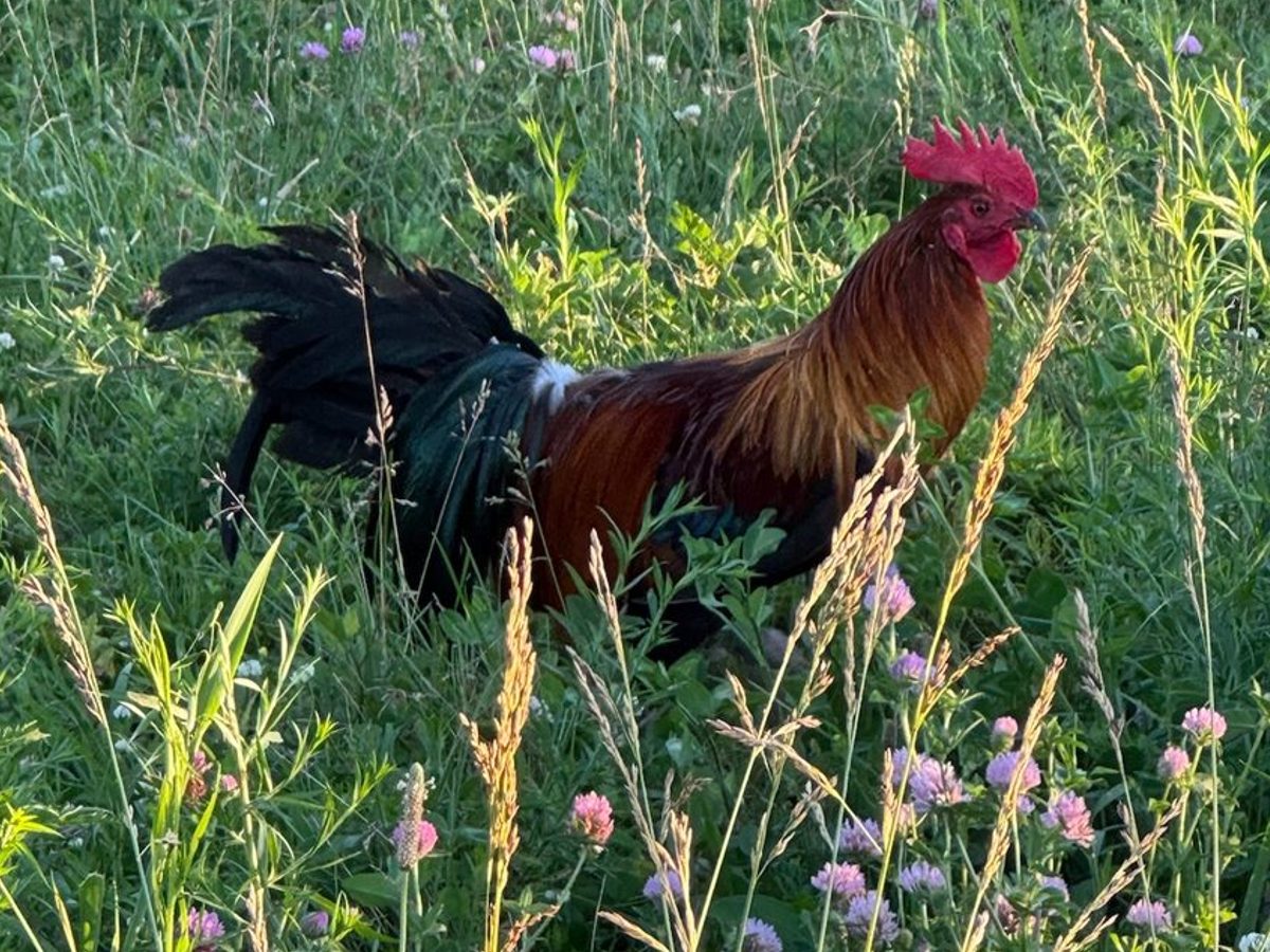 Red Phoenix Hatching Eggs, photo 5