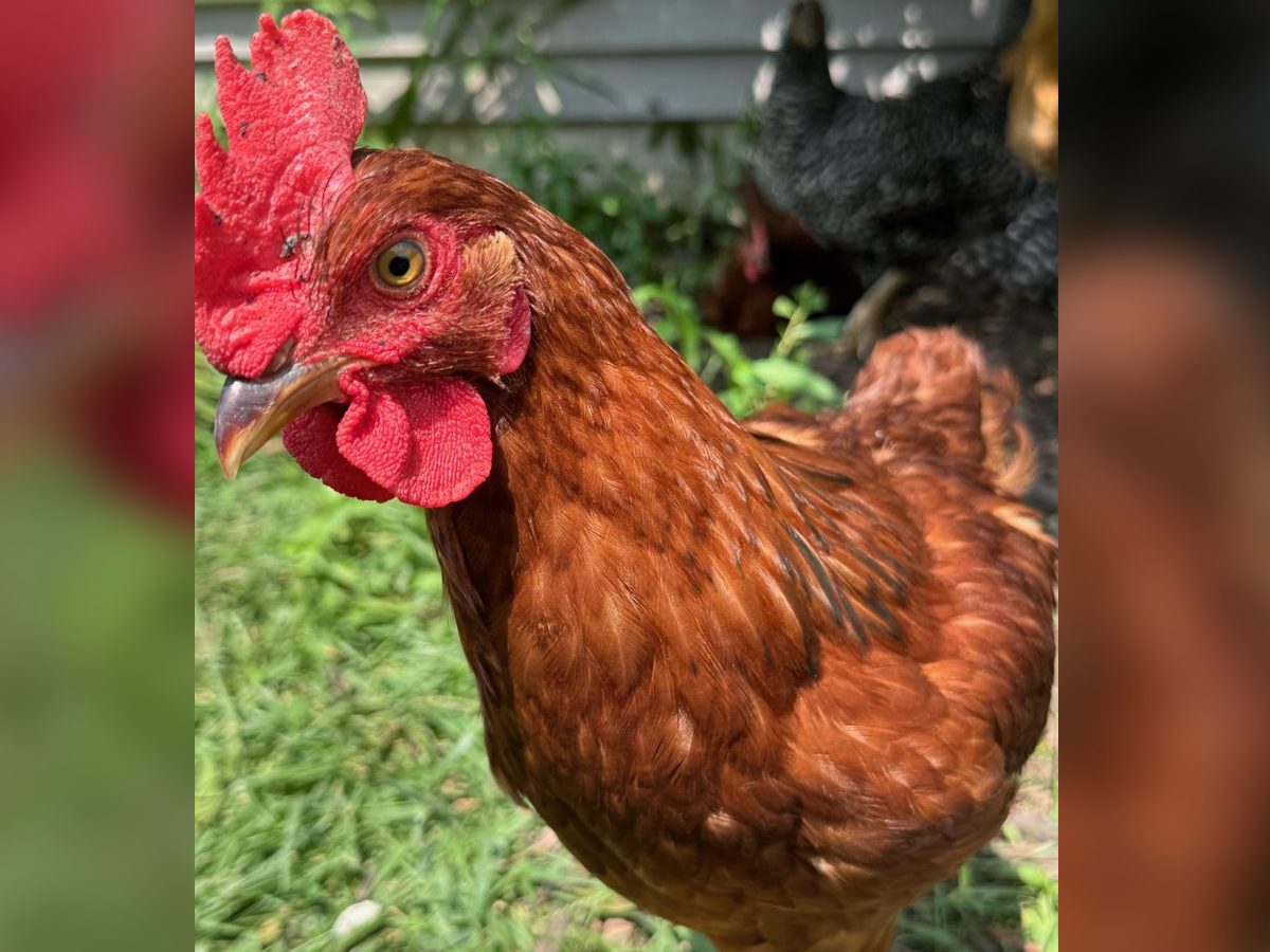 Rhode Island Red Cockerels, photo 1