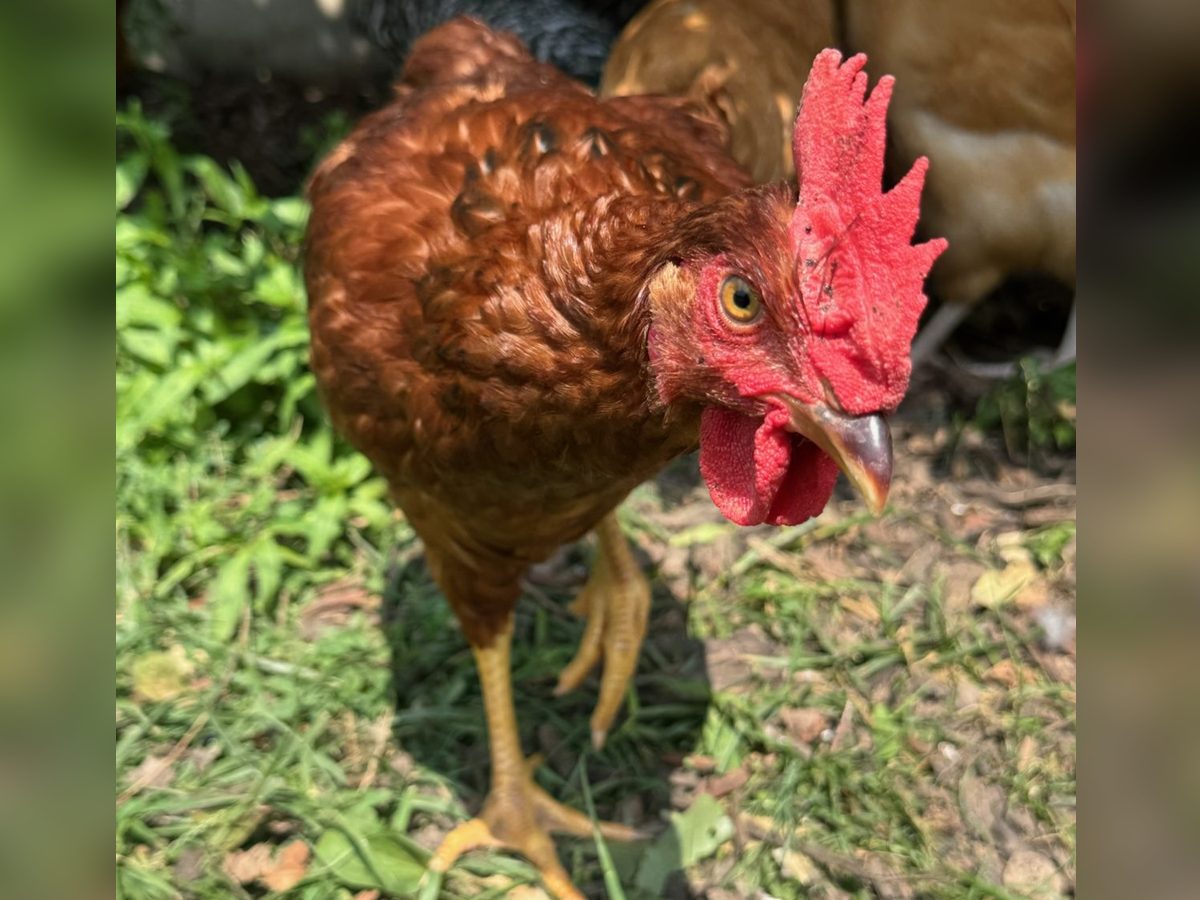 Rhode Island Red Cockerels, photo 2