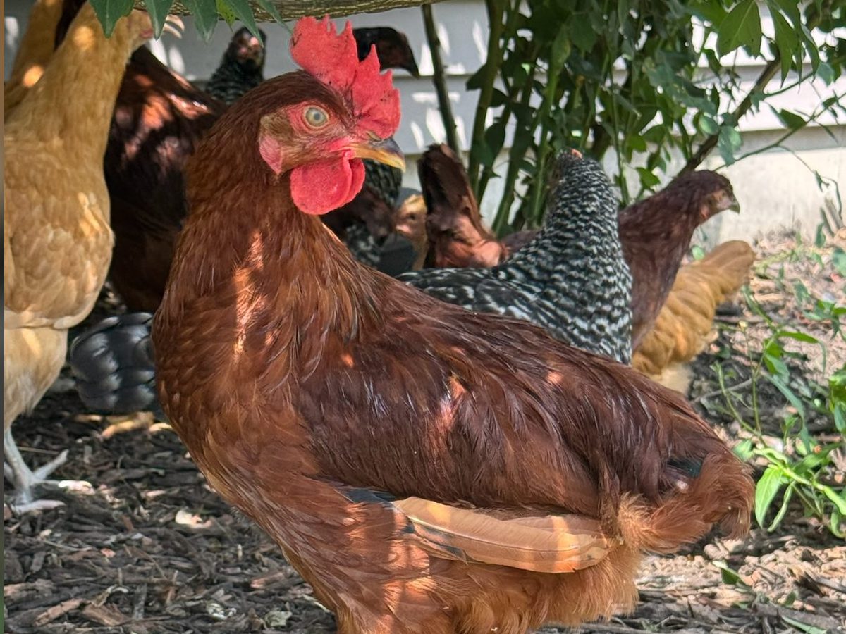 Rhode Island Red Cockerels, photo 3