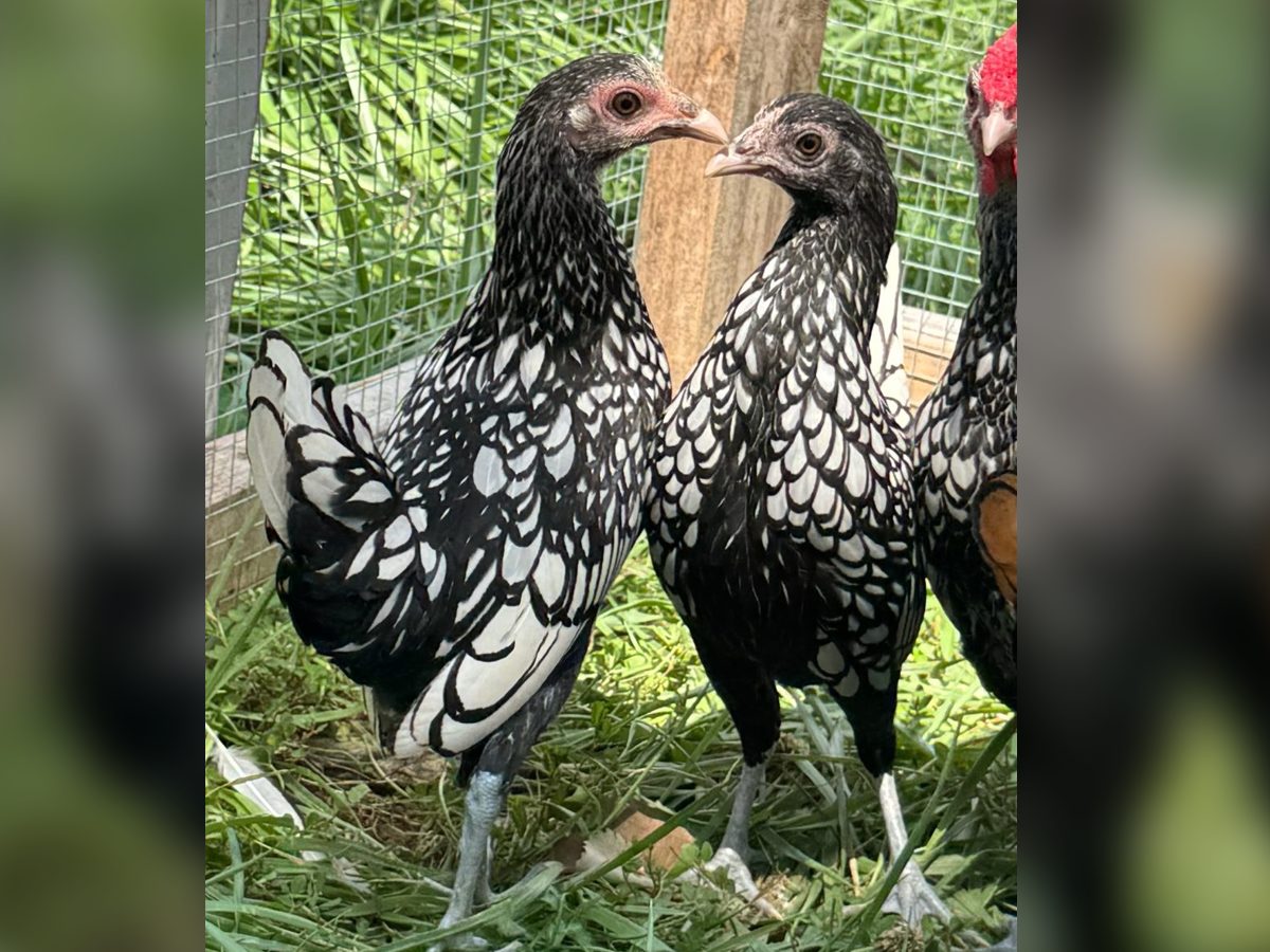 Silver and Gold Sebright Bantam Pullets
