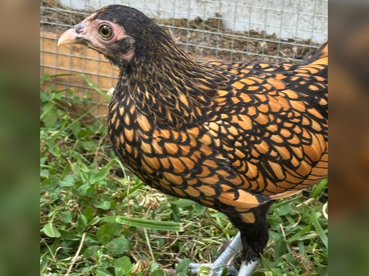 Silver and Gold Sebright Bantam Pullets, photo 2