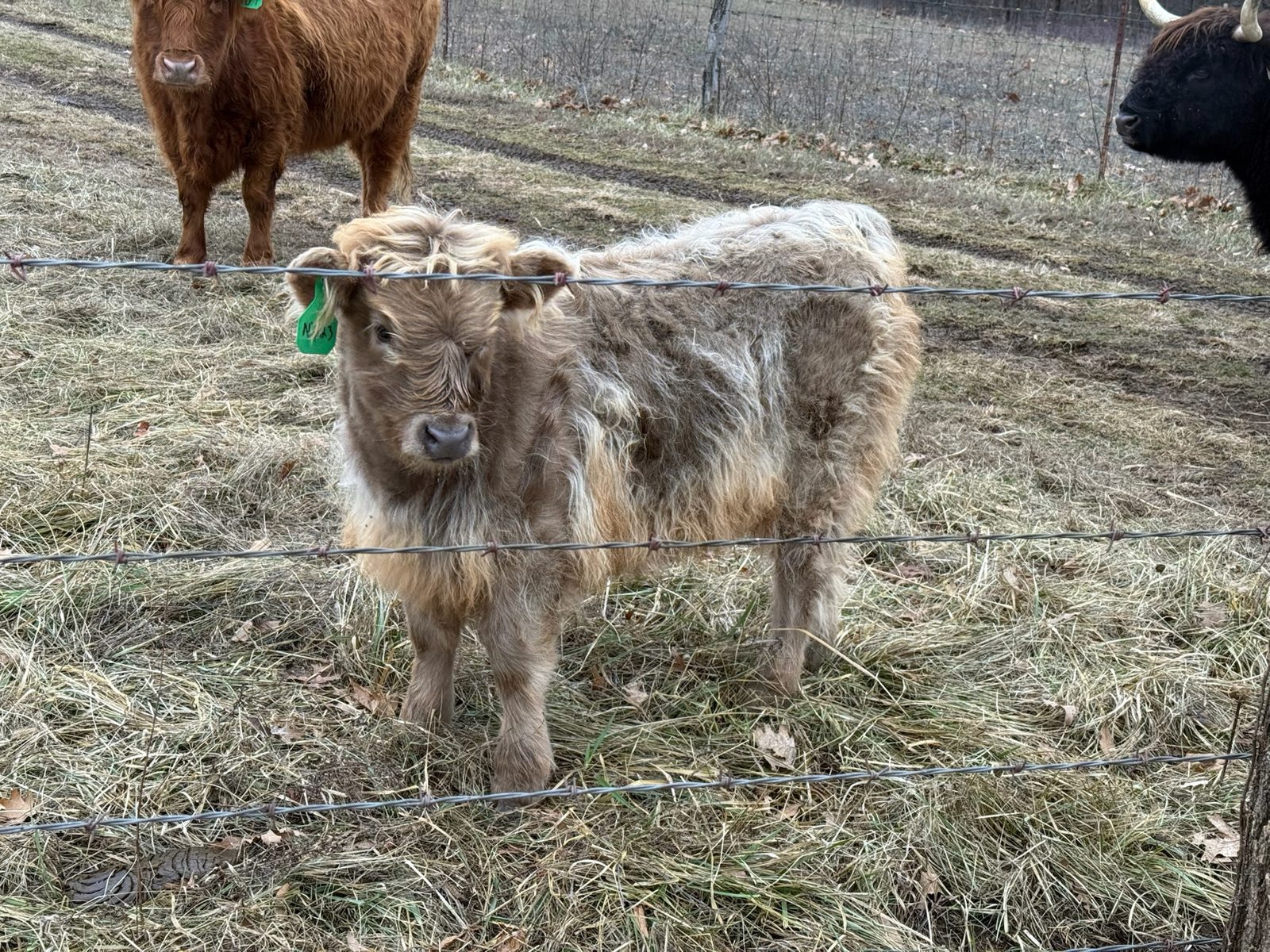 Silver Dun Highland Heifer