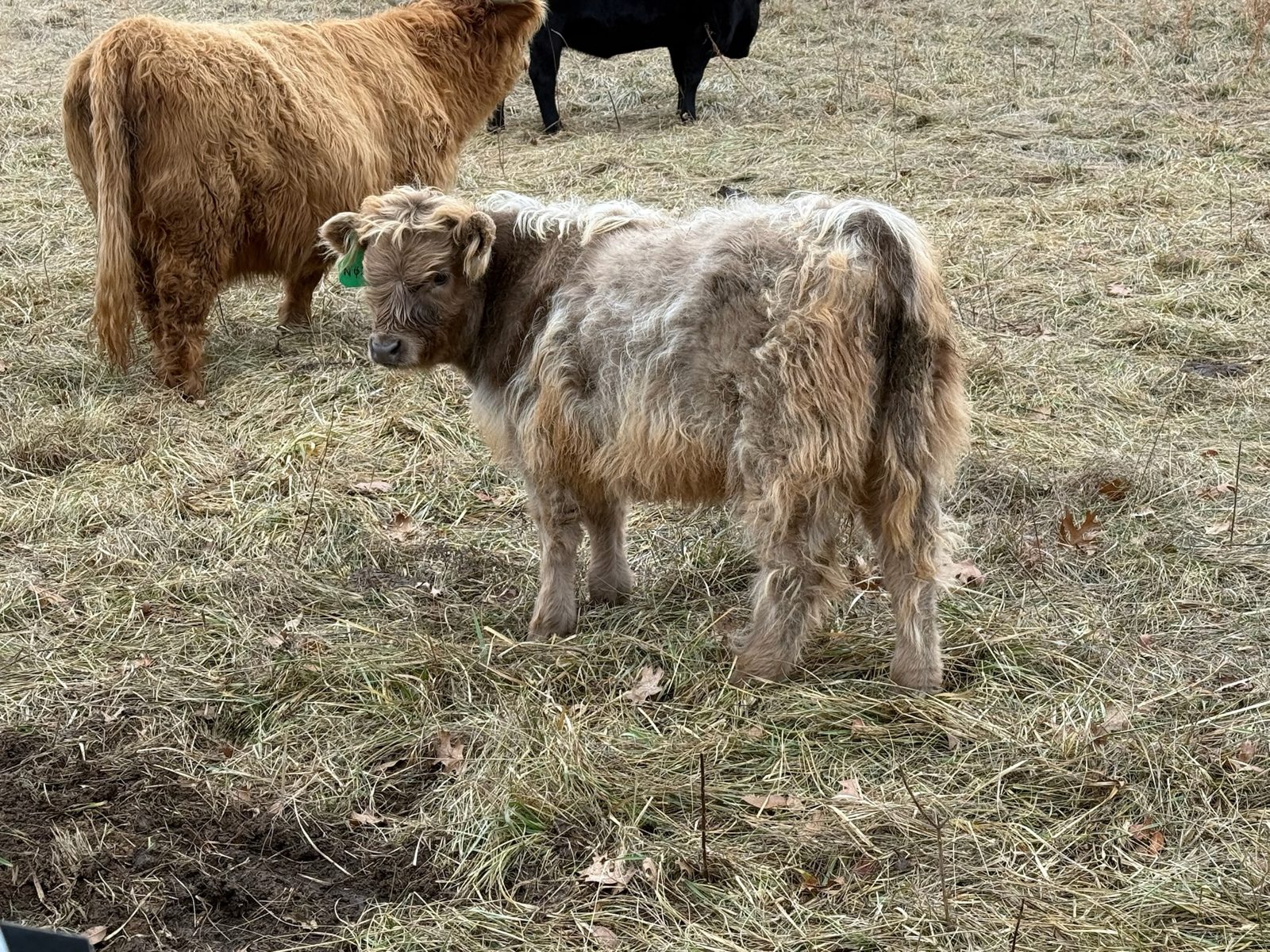 Silver Dun Highland Heifer, photo 2