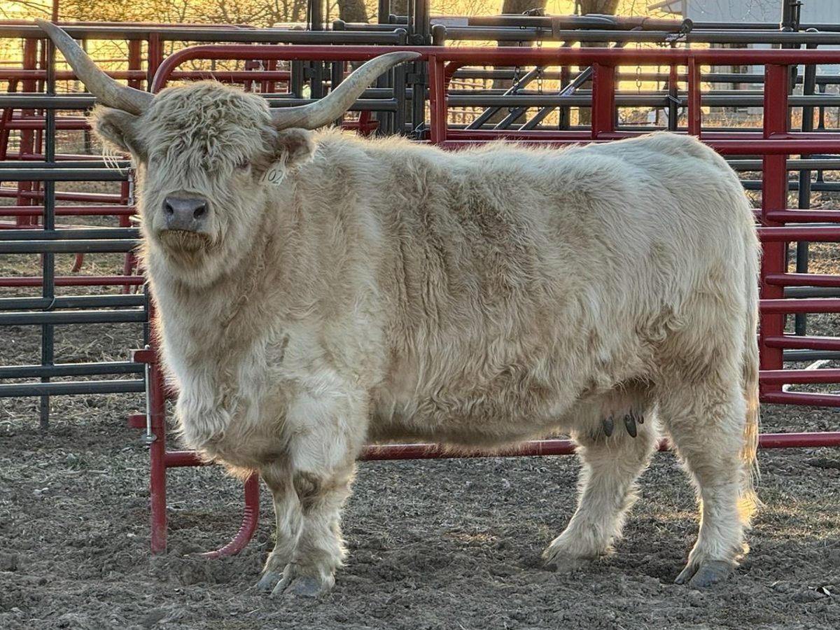 Silver highland cow