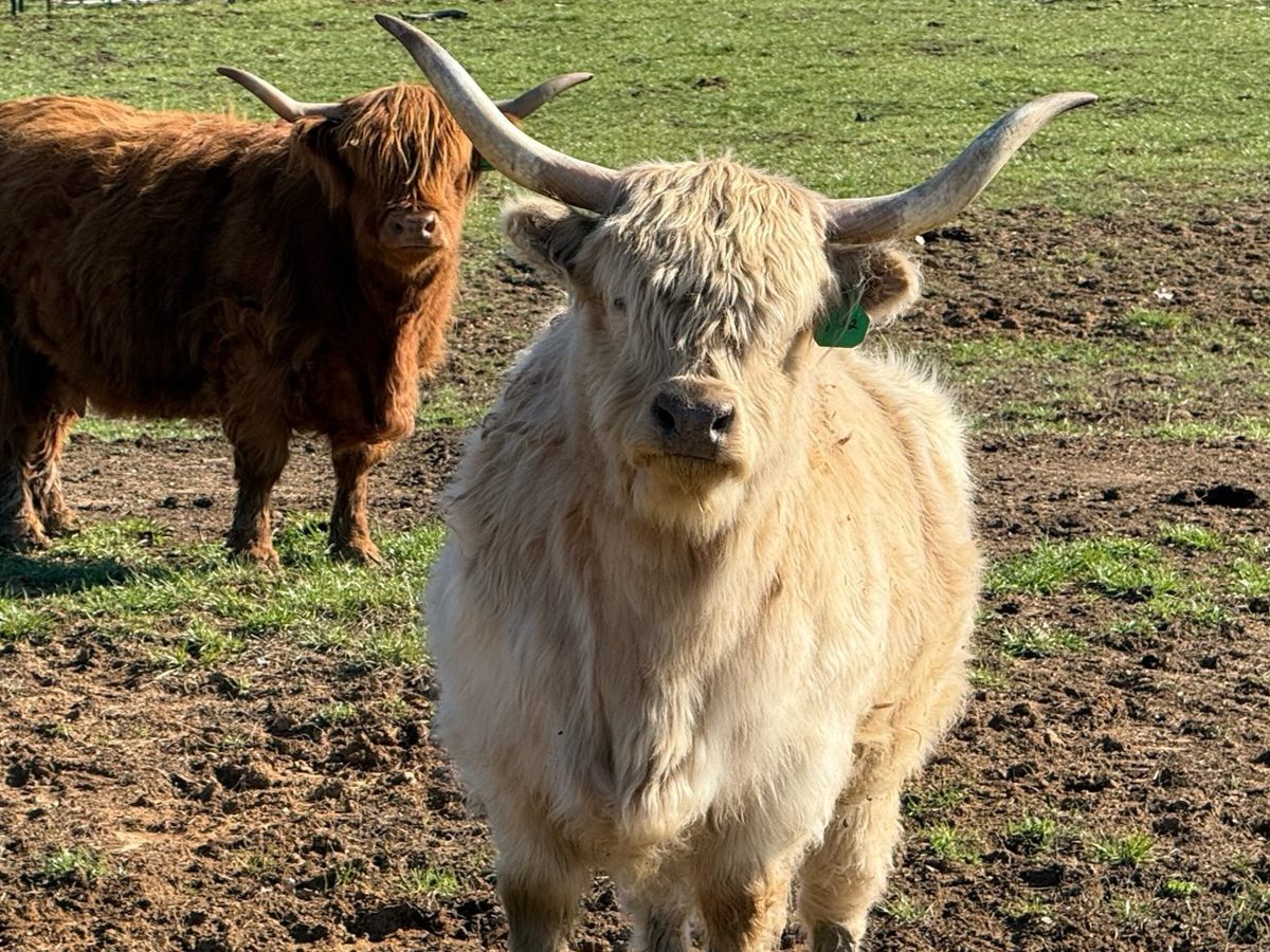 Silver highland cow, photo 2
