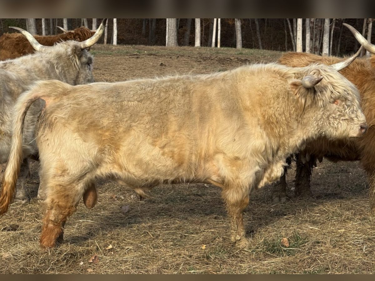 Silver Highland semen straws