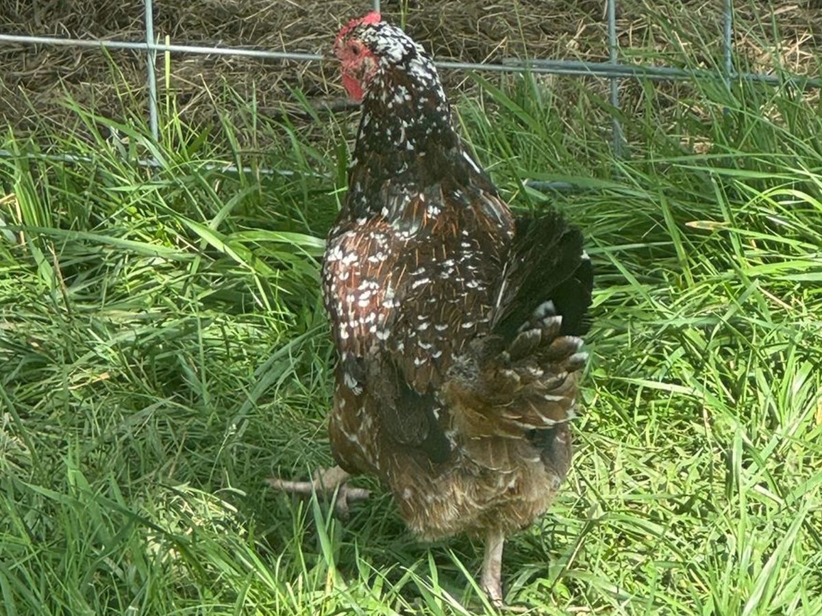 Speckled Sussex Hens with Rooster, photo 2