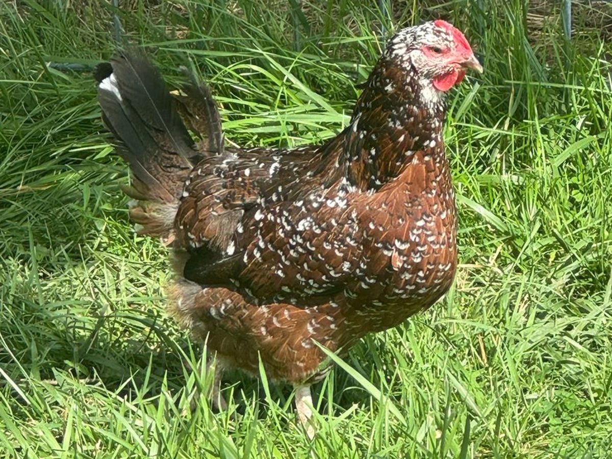Speckled Sussex Hens with Rooster
