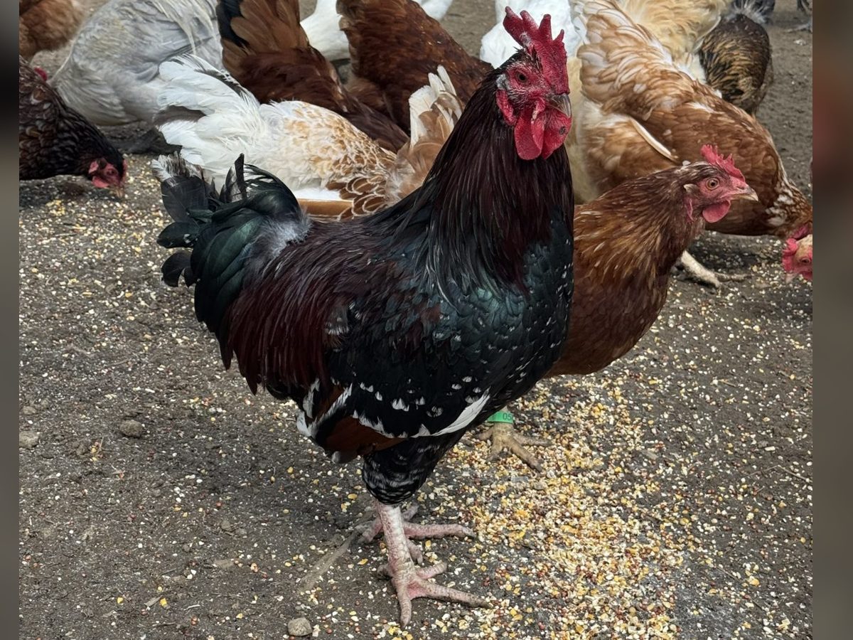 Speckled Sussex Hens with Rooster, photo 3