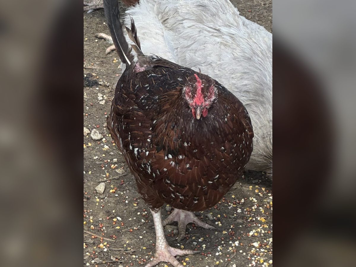 Speckled Sussex Hens with Rooster, photo 4