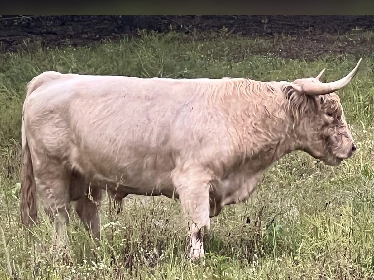 White Highland bull cowhide and skull, photo 1