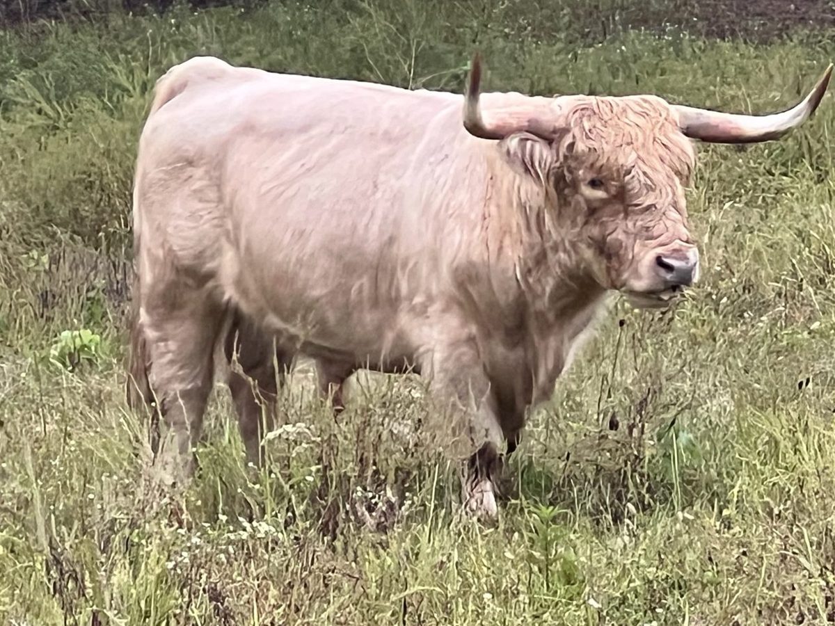 White Highland bull cowhide and skull, photo 2