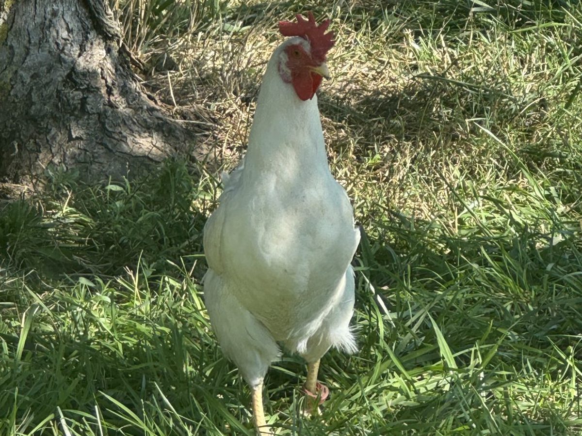 White Leghorn Hens, photo 1