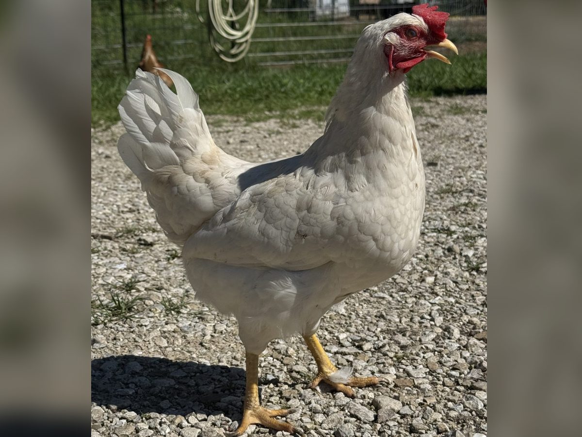White Leghorn Hens, photo 2