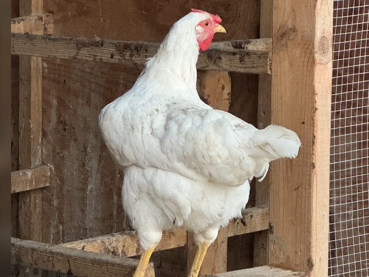 White Leghorn Hens, photo 3