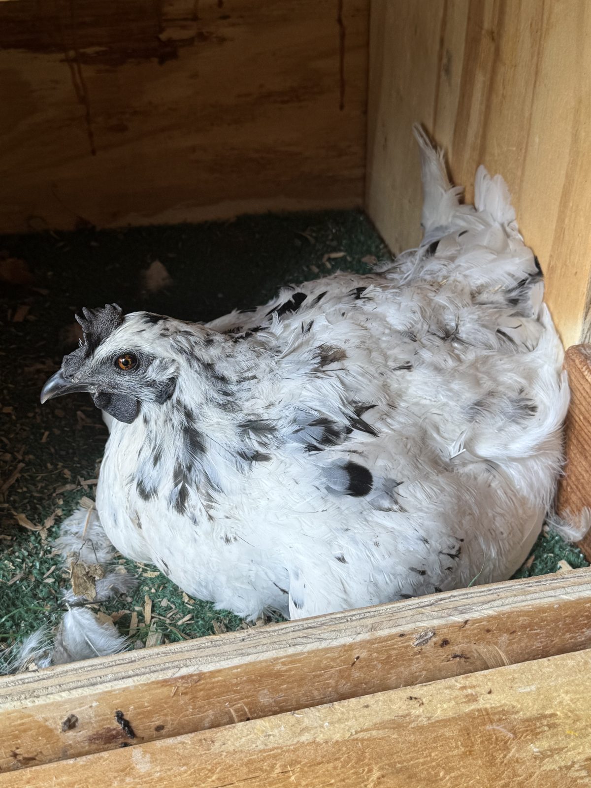 Zombie Hens